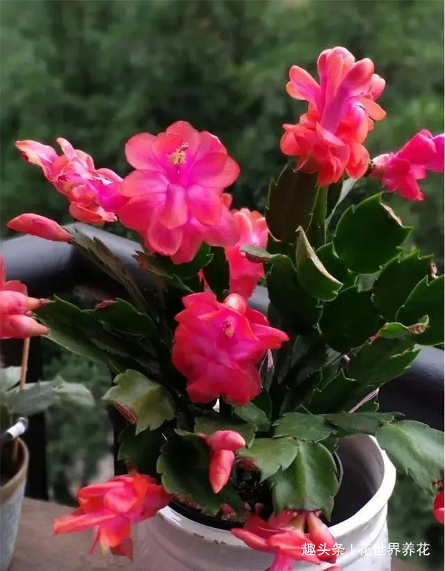 静养|蟹爪兰花后需“静养”,这些事不要做,不然蟹爪兰叶片打蔫难恢复