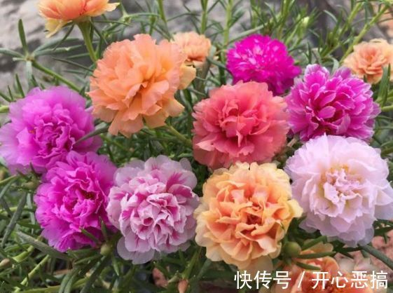 4种花自带财运，家里养一盆，开花就爆盆，不易生病好养护