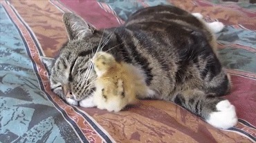 |搞笑GIF趣图:听说猪肉特别贵,给老丈人送点肉吃!