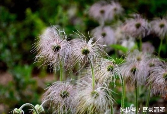 农村|农村有一种野草,长得一点不好看,但它的价值是很大的