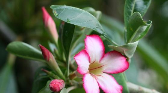 八种不喜水花,土不干不浇水