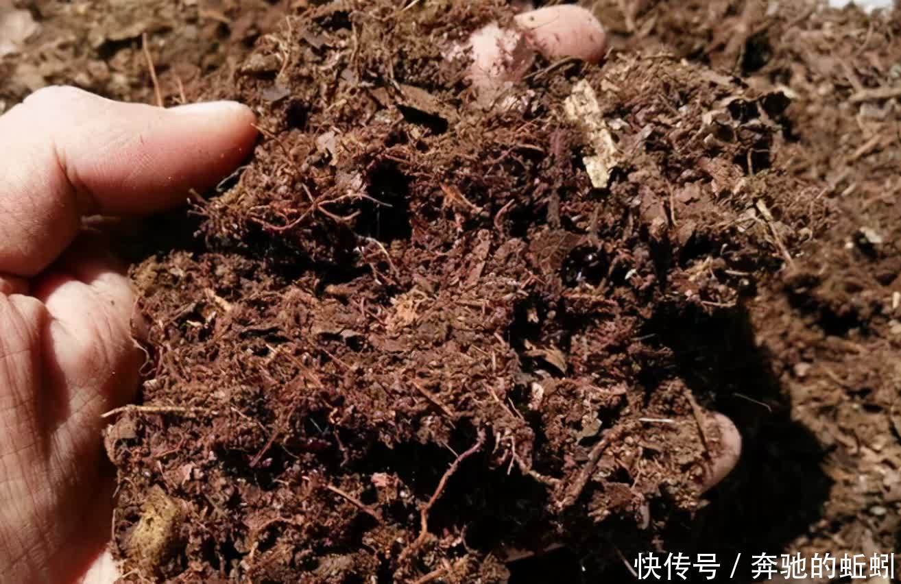 花草|捡来松针土、腐叶土，别急着用作养花，先这么处理才好