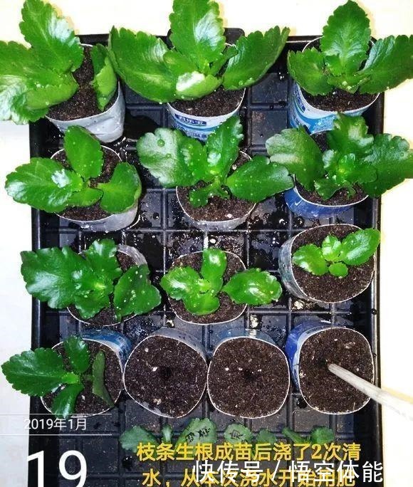 长寿花扦插8大步骤，一盆变十盆，超轻松！长寿花扦插8大步骤，一盆变十盆，超轻松！