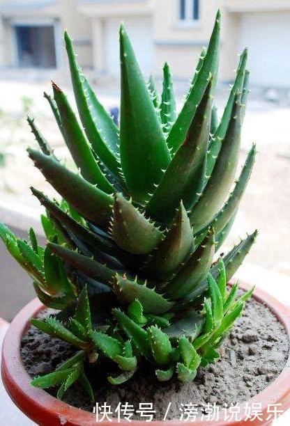 种花|适合新手养的4种花,打理简单、省事,关键还提高养花技术和能力