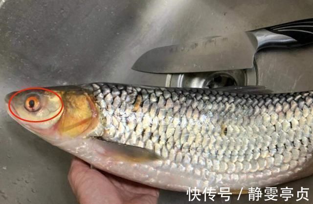身体|买鱼时,碰到这4种鱼直接走,浪费钱还伤身体,鱼贩子自己都不吃