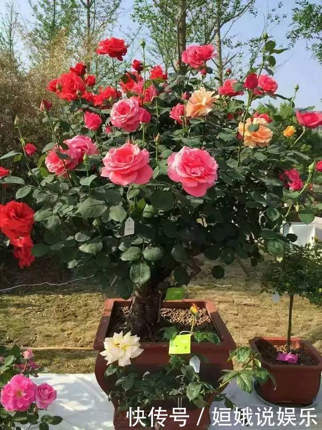 黄杨|这4种盆景最好养,少光低温也能四季常青,寓意好家里人都喜欢