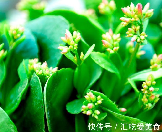 长寿花叶片小花不开，一个小技巧快速帮您解决它