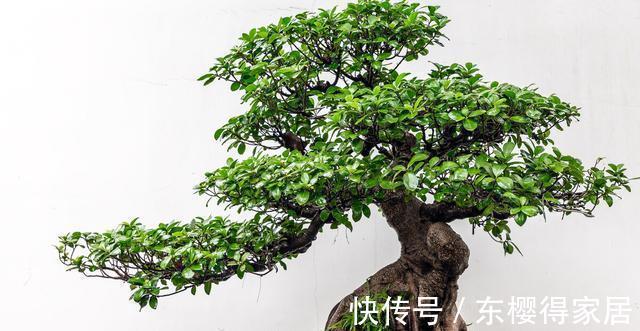 火山岩|养殖盆景花卉时,需要用到的介质,火山岩还不能取代河沙的作用