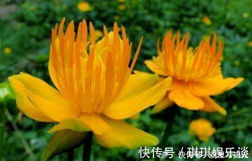 飘香|适合阳台养护的花卉,阳台开出花海,满屋子飘香,南北方都能养