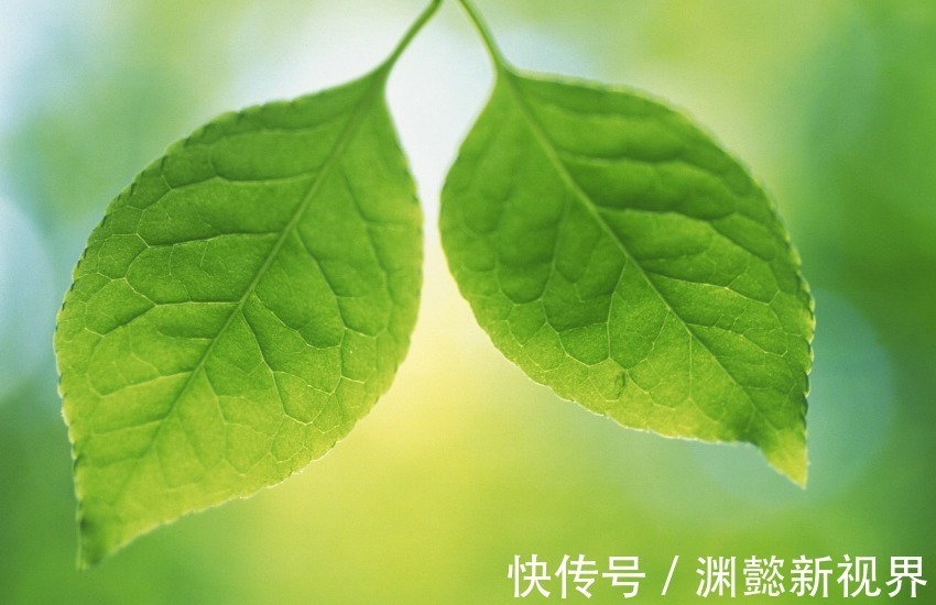 生肖|善于“伪装”的三个生肖女,外表坚强内心脆弱,白天微笑晚上舔伤