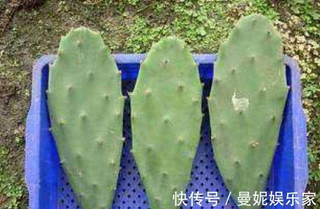 仙人掌|养了十多年,仙人掌都不变样,狠心来一刀,突然爆发开始猛长