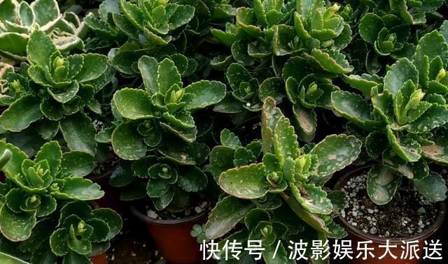 养花先“养根”,高手用一招,养出根系“一尺长”,开花特别旺