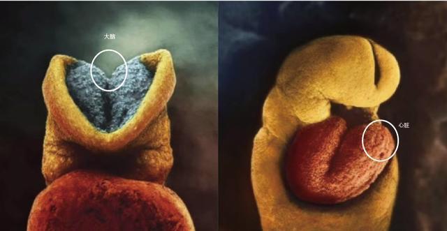 奇迹|10月胎儿形成全过程,8张图带你了解真相,感受生命的奇迹