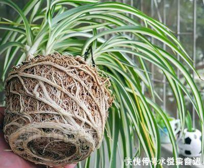 新芽|她给吊兰、君子兰喂2种肥,几月长出“萝卜根”,新芽新叶呼呼冒