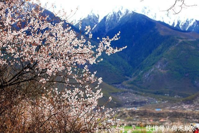 波密桃花开当桃花与雪山相遇，便成为云上仙境