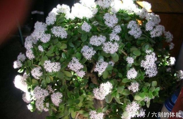 吴大妈把叶子“插花盆”,5年后,养成花树,开满花,清新又漂亮!