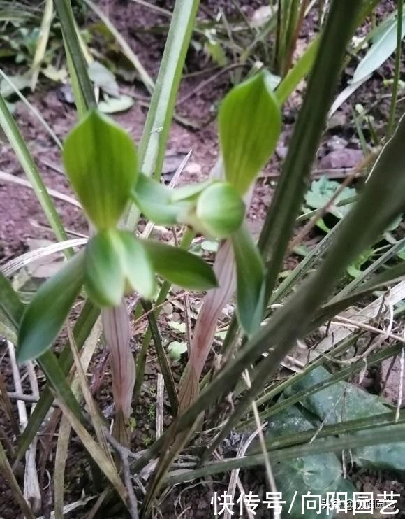 兰草真抗旱，放在老家的兰草，2个月没浇水，叶子依然挺拔