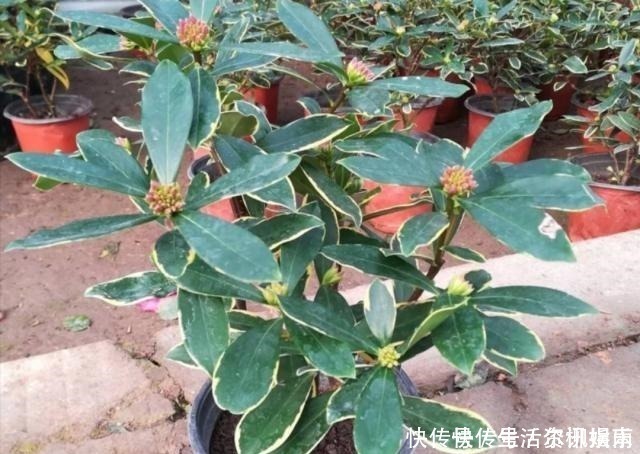 花蕾|养金边瑞香,给它施上1种肥,开花多,花香浓!