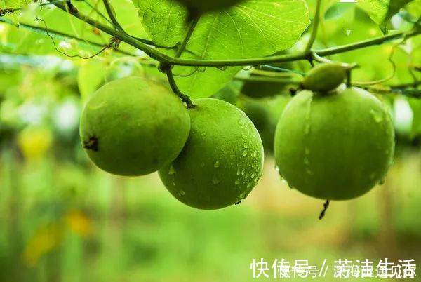 猪肺|冬季“第一果”，通便润肺防癌泡水煲汤鲜甜，血糖高的人也能吃