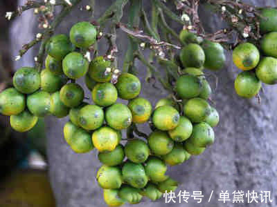 槟榔油|央视列为“一级致癌物”,吃一口,赛喝马桶水3次