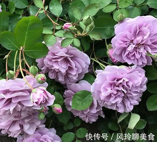 最值得养的月季,花色稀有,开花量大,一开就是300天,从不生病