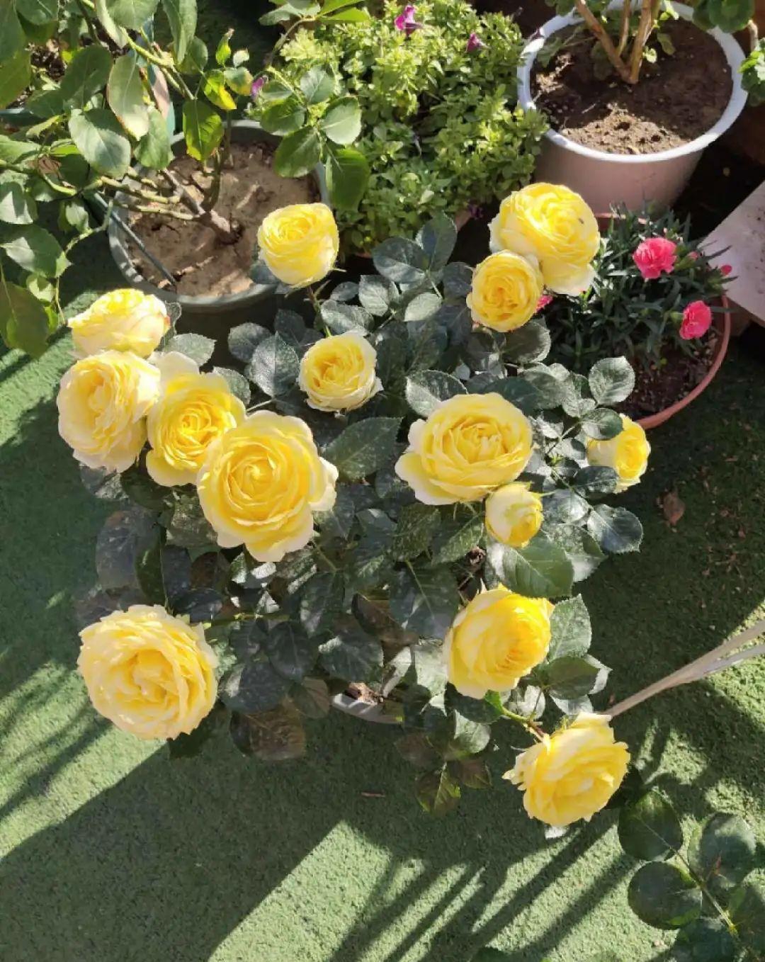 10种花,现在抓紧剪,更抗冻、好过冬!