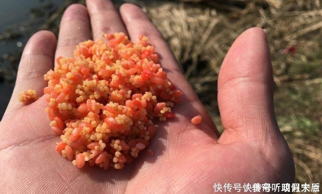 钓鱼|什么米最适合用来做打窝米钓鱼人都该知道