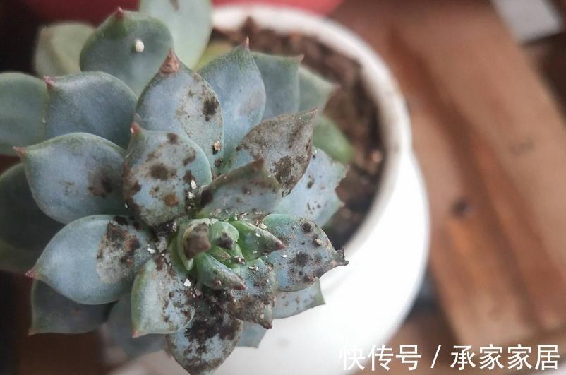 重症|立秋前后,蚧壳虫来袭咋办?养多肉轻症用蚊香,重症才用杀虫剂