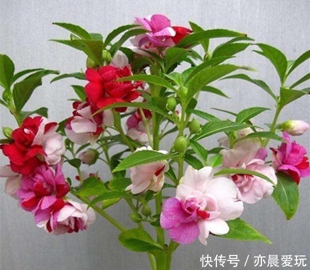  开花|漂亮的凤仙花有些毒性，冬季室内养殖做好五点，开花鲜艳还安心