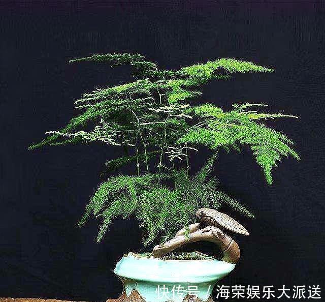 文竹|想养好文竹,“2种”配土方法教给你,不黄叶,根系壮,开花容易