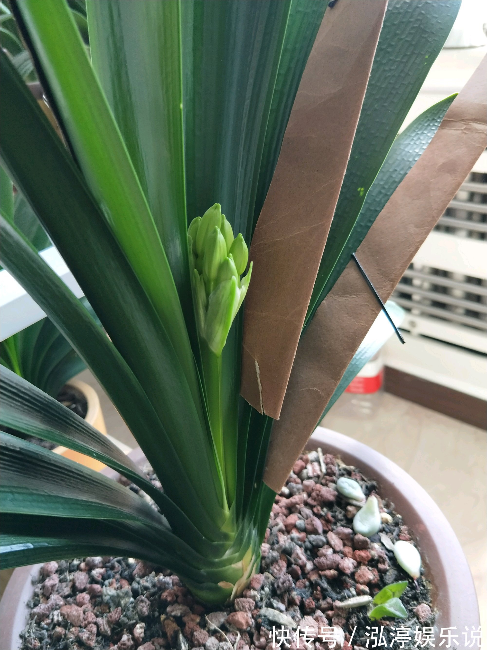 红艳艳|谁说君子兰在夏季休眠不开花只需一招,照样开花爆盆红艳艳