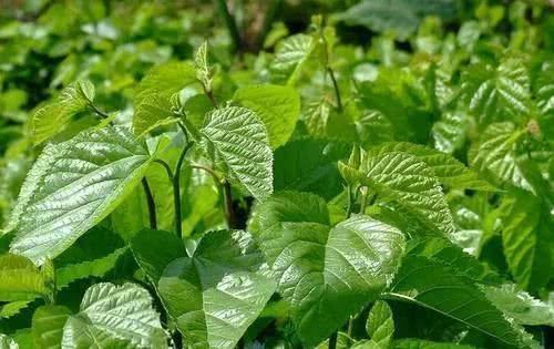 血糖控制|人到中年，血液浓稠，用一种叶子泡水喝，清理血管，血栓不来扰