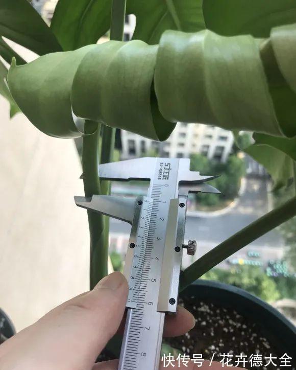 7种花,现在要砍头,冲天炮变成爆炸头