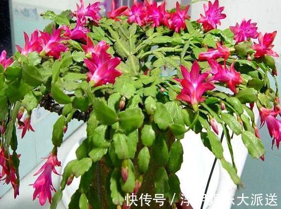 花卉|养蟹爪兰不开花往花盆里撒“2种废渣”，花芽长出来，开出花！