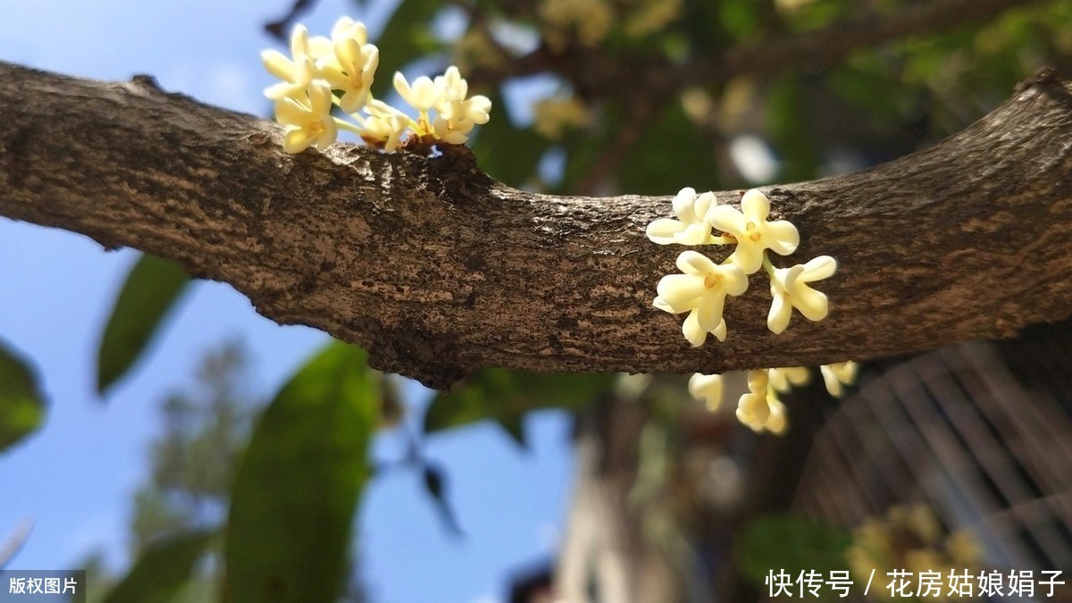 泥炭土|一根枝条,一个花盆,在家自己种桂花,不花钱也能嗅花香
