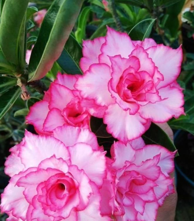 此花是世界名花,开花频繁,种植简单,室内也能养,还可做盆景树