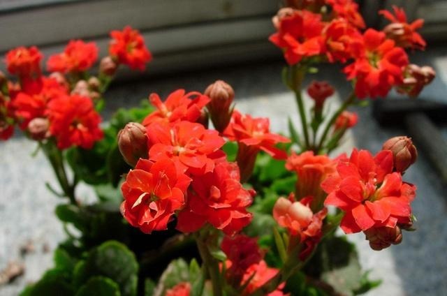 4种懒人“花”,漂亮花期长,耐阴又耐旱,好养易爆盆