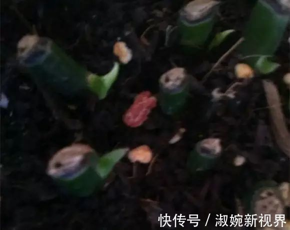 有救|妙招要死的绿萝舍得丢剪一剪,插一插,一个月后爆盆绿油油