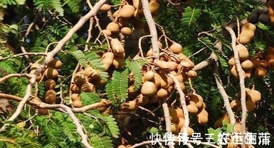 农民朋友|农村树上生长的一种野果,刚开始以为是花生,其实比花生营养更高