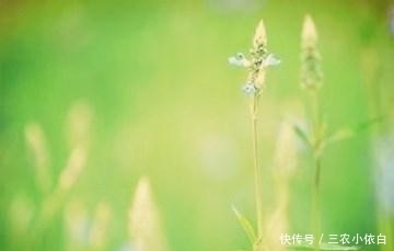 农村|农村俗语“十分聪明用七分, 留下三分传子孙”, 这三分真的要留吗