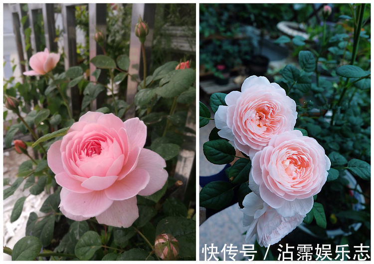 龙王丸|家里养着几款花,开花媲美玫瑰,四季花开,养在阳台生机勃勃