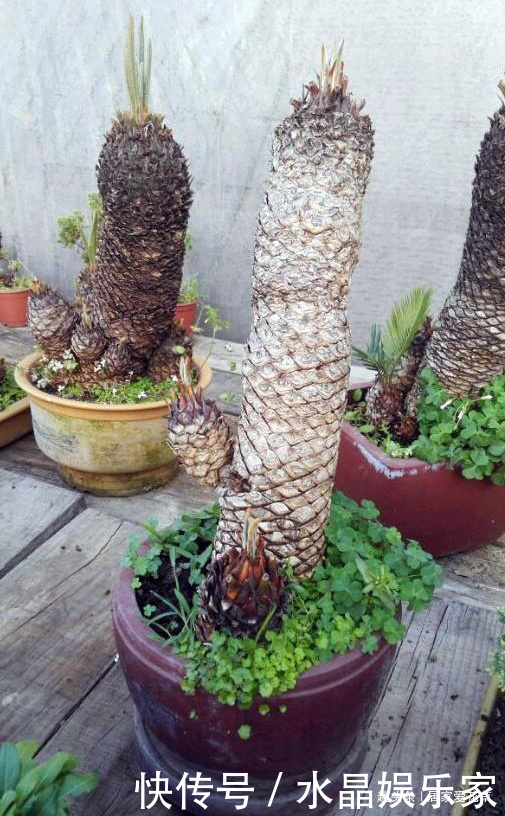 盆景|大叔养了七年的盆栽,不长叶子不开花,长成这样500一盆被买走