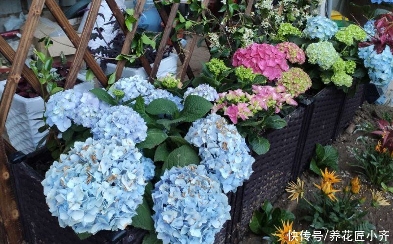 缺水|绣球夏季“3不能”,新手要牢记,才能保证长势,明年才能开花