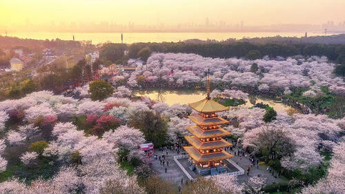 油菜花樱花桃花争相绽放 2021春日赏花热门地图出炉