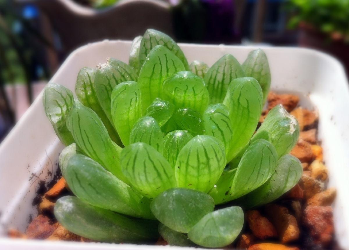 养花试试这款，选择的阴凉处一定要通风得当