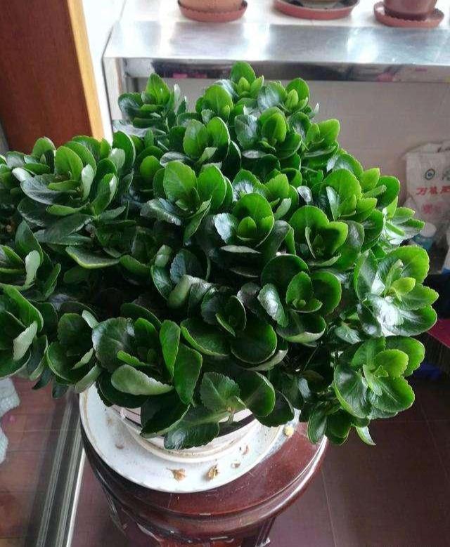 叶片|长寿花干瘪瘪改了3个小错误,新芽嗖嗖窜,爆花很简单