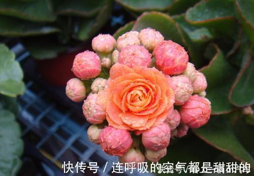 茱蒂|10款高颜值长寿花，好看又好养，你若一盆没养过，那也太可惜了！