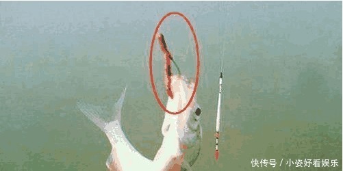 诱惑力|蚯蚓钓鱼还空军 三个绝技让你分分钟渔获翻倍