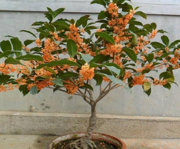  养护|养桂花，就施“1种肥”，不仅“现在”开花多，来年花更多！