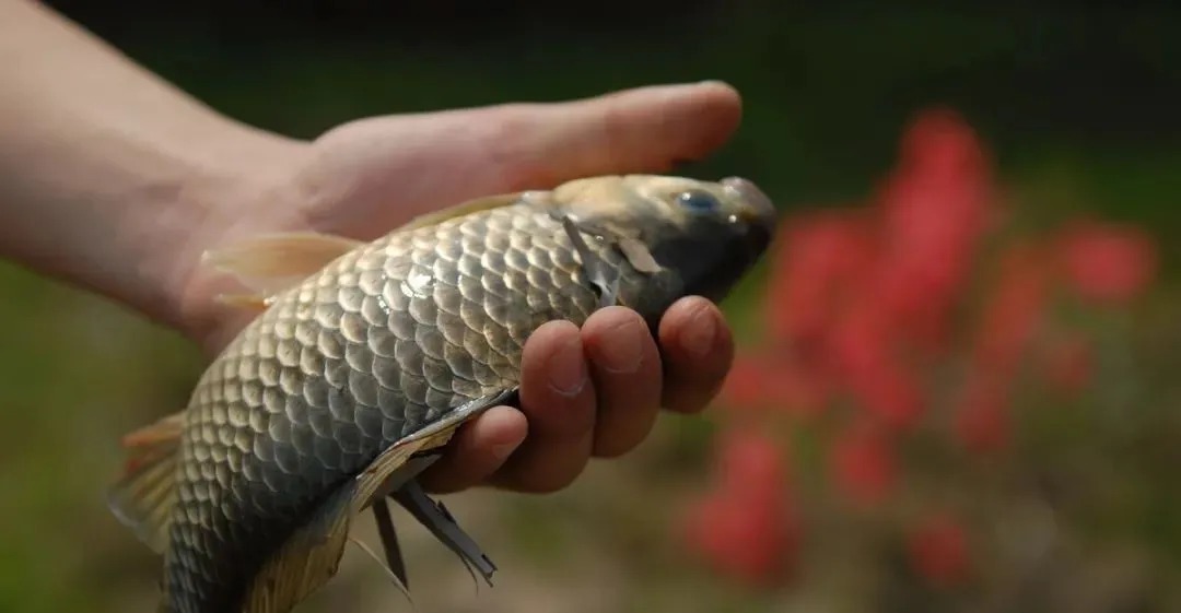 冬季野钓大板鲫，请做足这5个方面的功课
